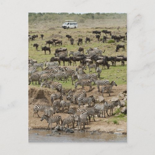 Kenya No Water No Life Mara River Expedition 5 Postcard