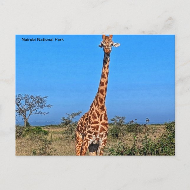 Kenya Postcard (Front)