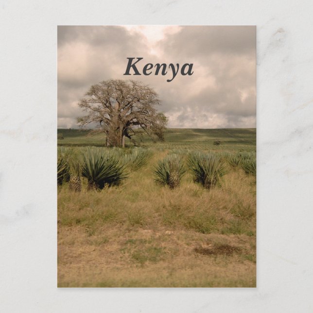 Kenya Postcard (Front)