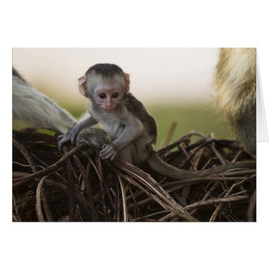 Kenya, Samburu Game Reserve. Vervet Monkey Cards (Front Horizontal)