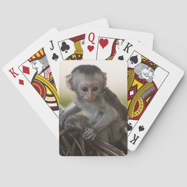 Kenya, Samburu Game Reserve. Vervet Monkey Poker Cards (Back)