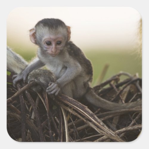 Kenya Samburu Game Reserve Vervet Monkey Square Sticker