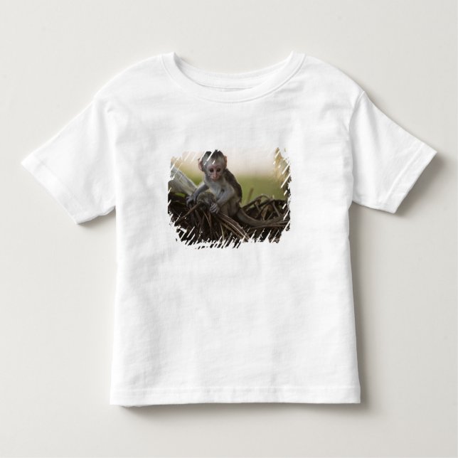 Kenya, Samburu Game Reserve. Vervet Monkey Toddler T-shirt (Front)