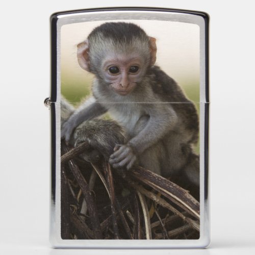 Kenya Samburu Game Reserve Vervet Monkey Zippo Lighter