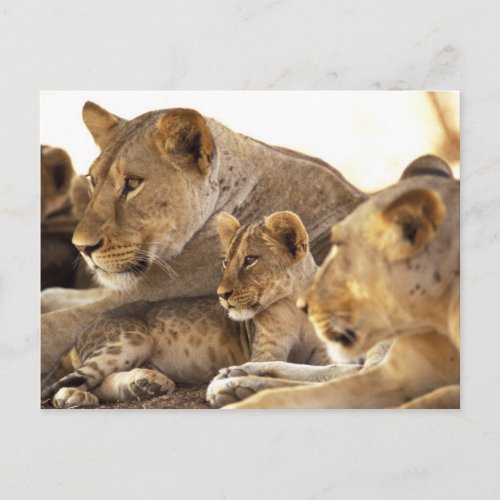 Kenya Samburu National Game Reserve Lion cub 2 Postcard