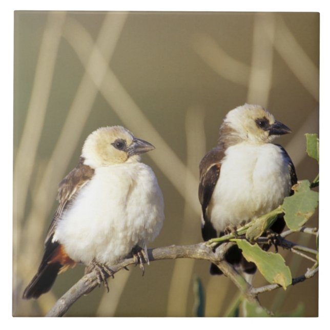 Kenya, Samburu National Reserve Ceramic Tile (Front)