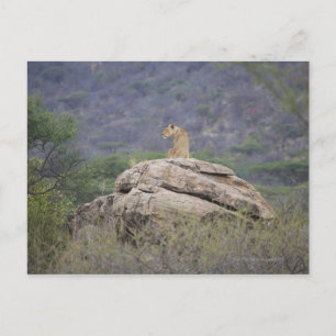 Kenya, Samburu Nature Reserve, female lion on Postcard