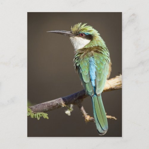 Kenya Somali bee_eater bird on limb Credit as Postcard