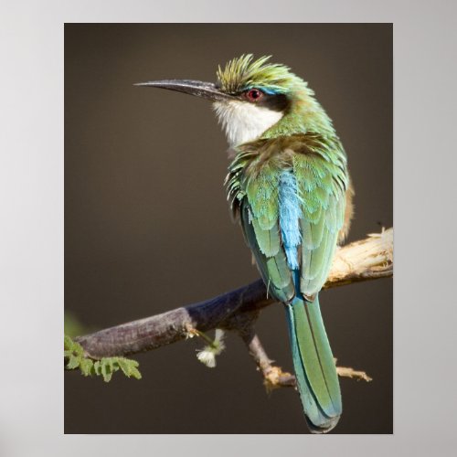 Kenya Somali bee_eater bird on limb Credit as Poster
