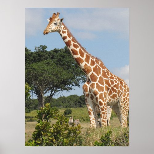 KENYA  Towering Giraffe Poster