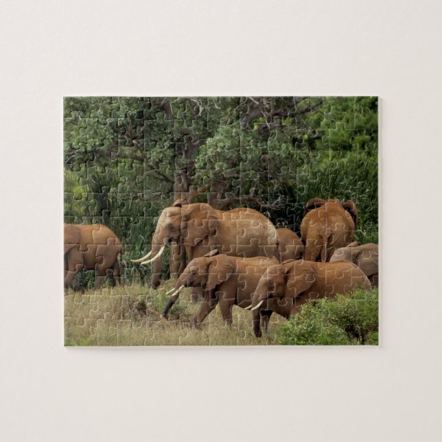 Kenya: Tsavo East National Park, herd African Jigsaw Puzzle (Horizontal)