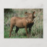 Kenya, Warthog looking at camera Postcard