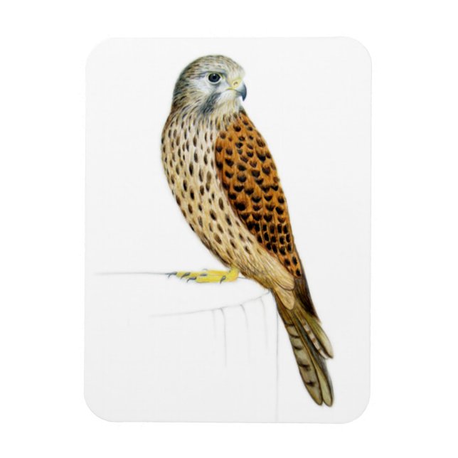 Kestrel 2011 magnet (Vertical)