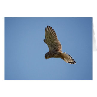Kestrel Cards
