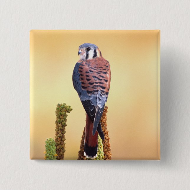 Kestrel, Falco sparverius, Native to US & Canada Button (Front)