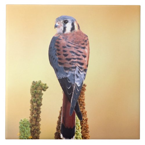 Kestrel Falco sparverius Native to US  Canada Ceramic Tile