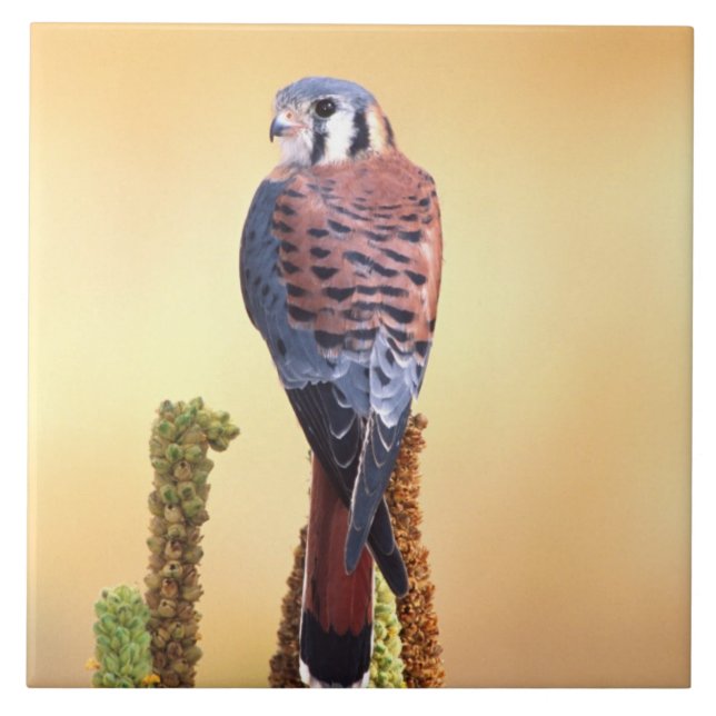 Kestrel, Falco sparverius, Native to US & Canada Ceramic Tile (Front)
