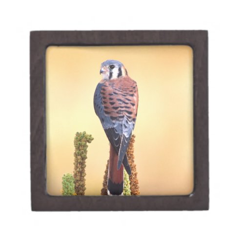 Kestrel Falco sparverius Native to US  Canada Jewelry Box