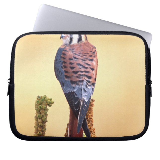 Kestrel, Falco sparverius, Native to US & Canada Laptop Sleeve (Front)
