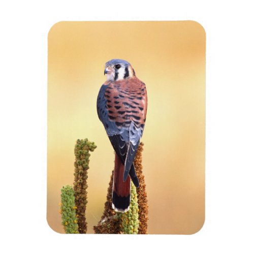 Kestrel Falco sparverius Native to US  Canada Magnet