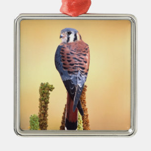 Kestrel, Falco sparverius, Native to US & Canada Metal Ornament