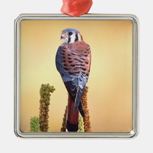 Kestrel Falco sparverius Native to US  Canada Metal Ornament