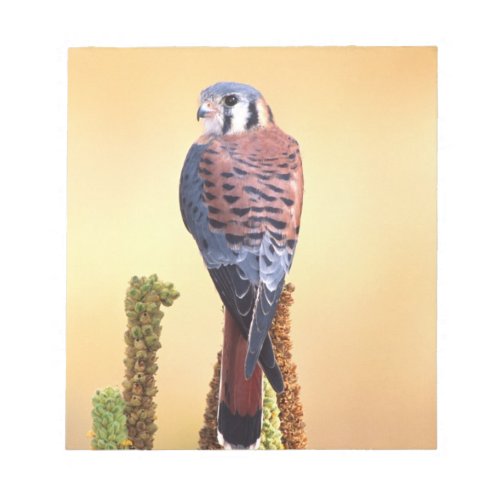 Kestrel Falco sparverius Native to US  Canada Notepad