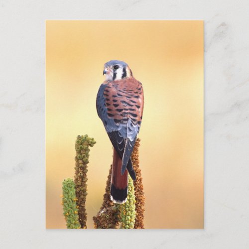 Kestrel Falco sparverius Native to US  Canada Postcard