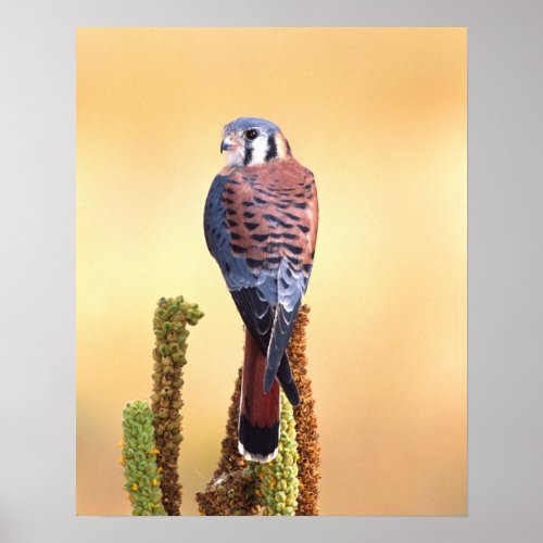 Kestrel Falco sparverius Native to US  Canada Poster