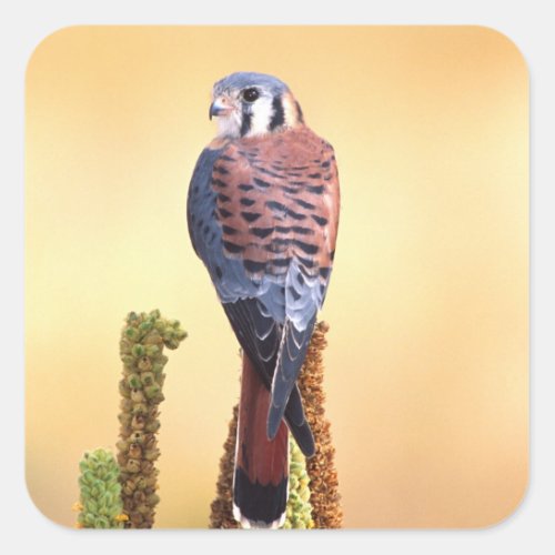 Kestrel Falco sparverius Native to US  Canada Square Sticker