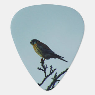 Kestrel Guitar Pick