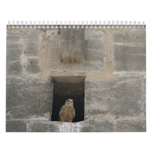 Kestrel in a small wall opening in the old church  calendar