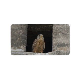 Kestrel in a small wall opening in the old church label