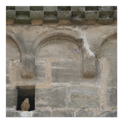 Kestrel in a small wall opening in the old church  photo print