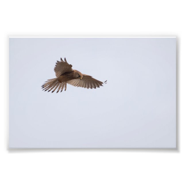 Kestrel Photo Print (Front)