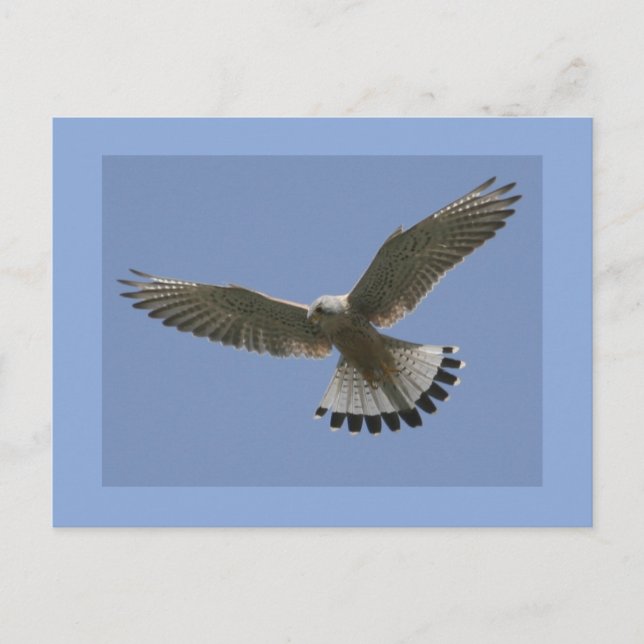 Kestrel Postcard (Front)