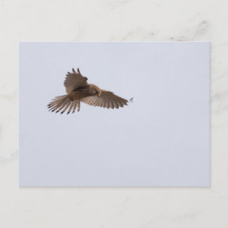 Kestrel Postcard