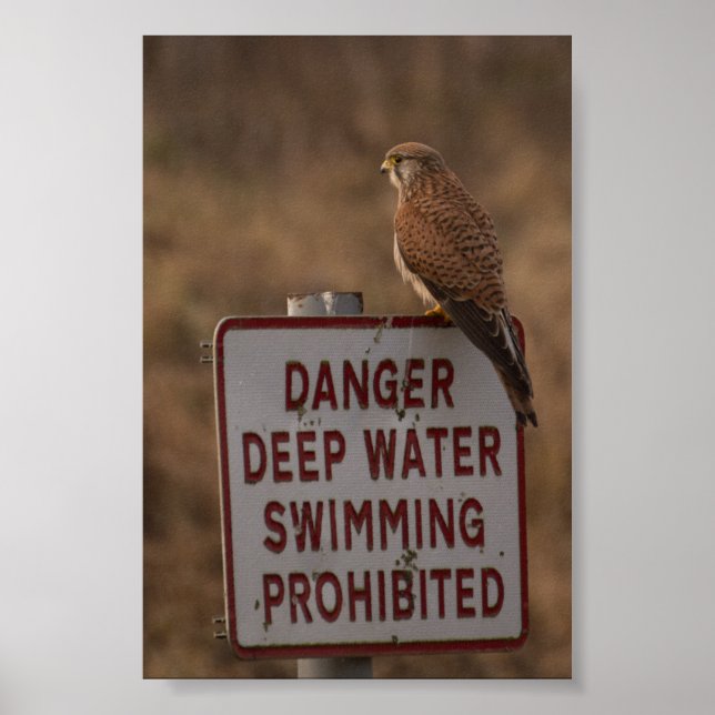 Kestrel Poster (Front)