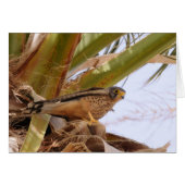 Kestrel, Turmfalke, falco tinnunculus (Front Horizontal)