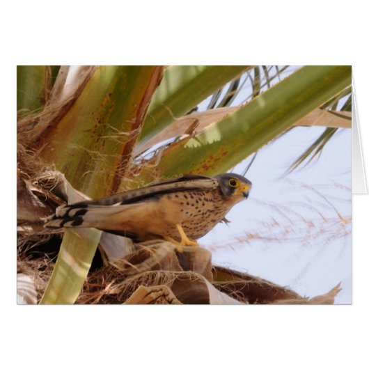 Kestrel, Turmfalke, falco tinnunculus (Front Horizontal)