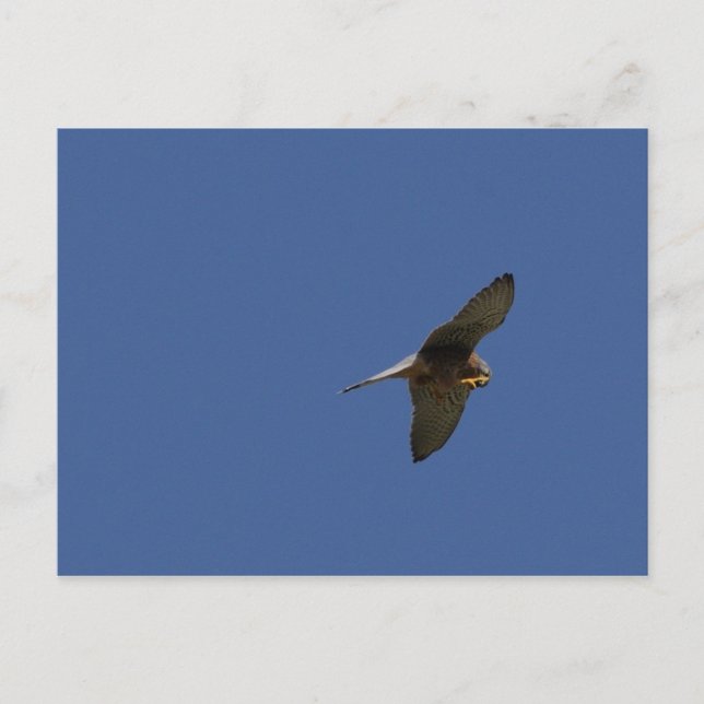 Kestrel, Turmfalke, falco tinnunculus Postcard (Front)