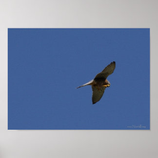 Kestrel, Turmfalke, falco tinnunculus Poster