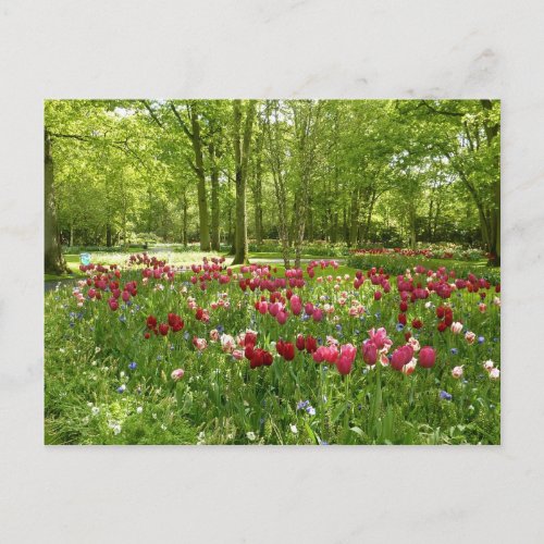 Keukenhof 2 postcard