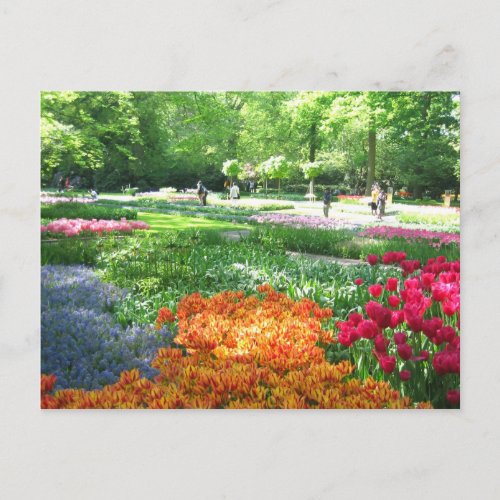 Keukenhof garden _ Holland postcard