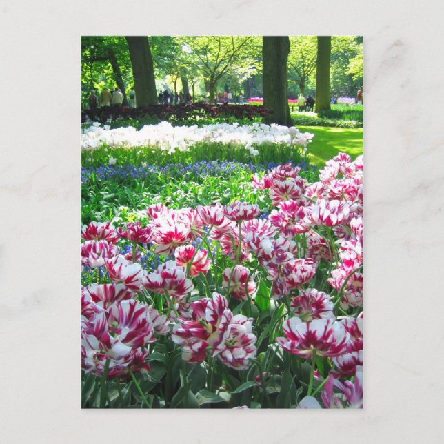 Keukenhof garden - Holland postcard (Front)