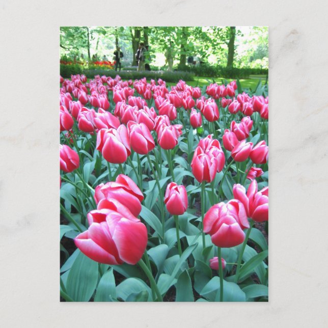Keukenhof garden - Holland postcard (Front)