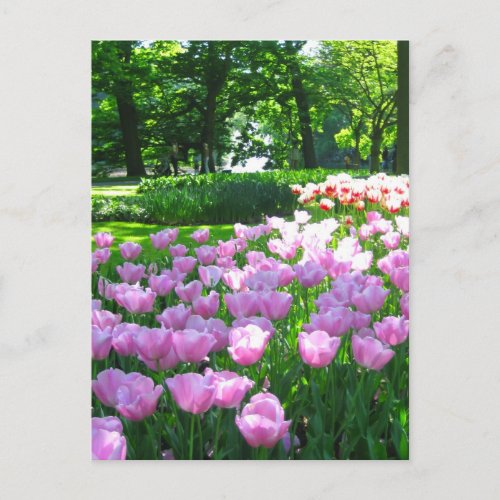 Keukenhof garden _ Holland postcard