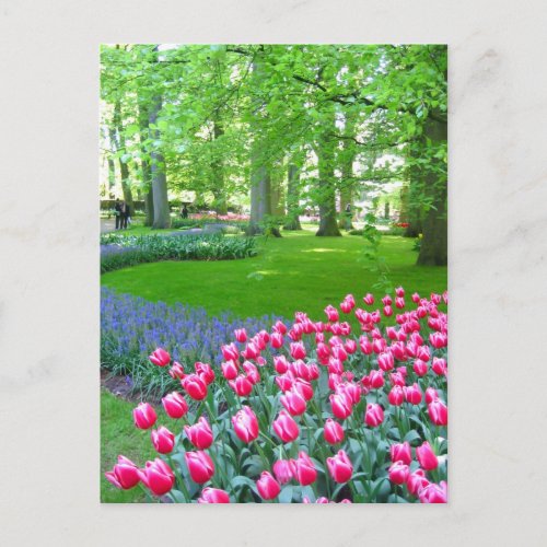 Keukenhof garden _ Holland postcard