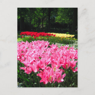 Keukenhof garden - Holland postcard