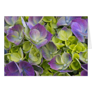 Keukenhof Garden Hydrangea Cards